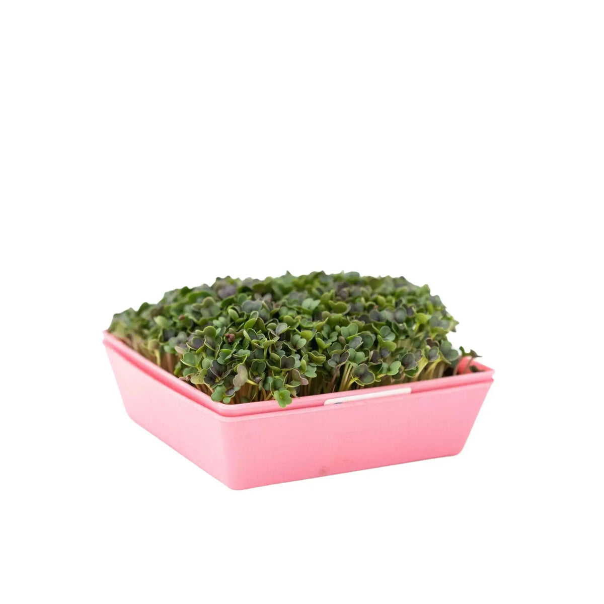Bootstrap Farmer 5X5 Shallow Microgreen Trays | Assorted Colors