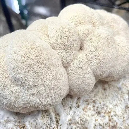 NORTH SPORE Organic Lion's Mane Mushroom Grain Spawn